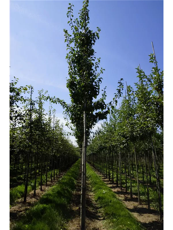 Wildbirne 'Beach Hill' - Pyrus communis 'Beech Hill' CAC