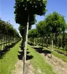 Sumpf-Eiche 'Green Dwarf' - Quercus palustris 'Green Dwarf'