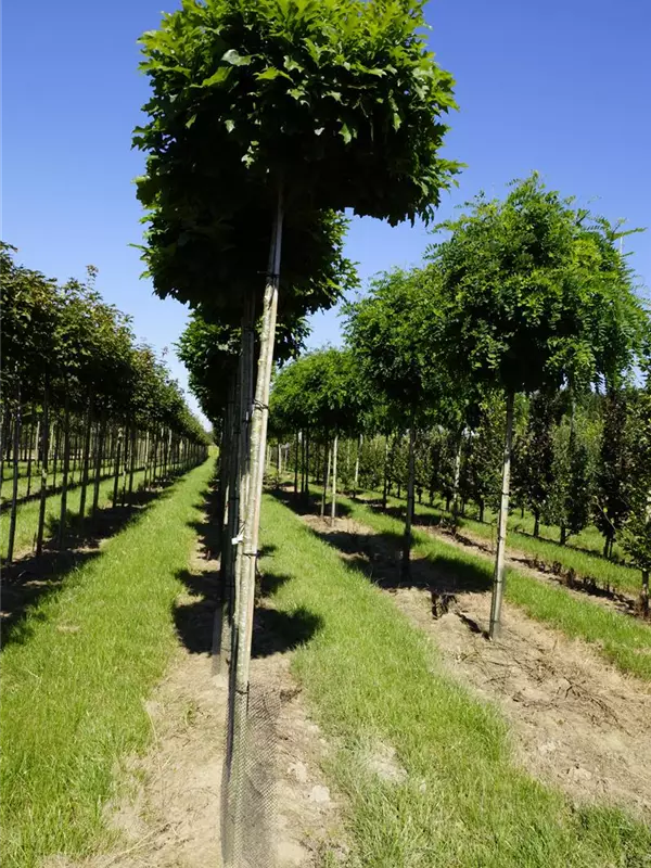Sumpf-Eiche 'Green Dwarf' - Quercus palustris 'Green Dwarf'