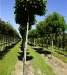 Sumpf-Eiche 'Green Dwarf' - Quercus palustris 'Green Dwarf'