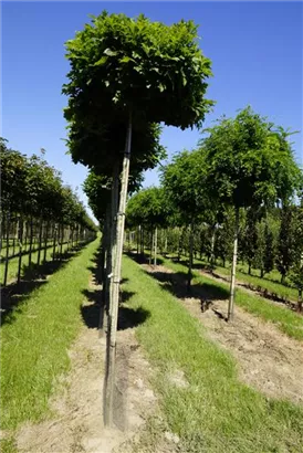 Sumpf-Eiche 'Green Dwarf' - Quercus palustris 'Green Dwarf'