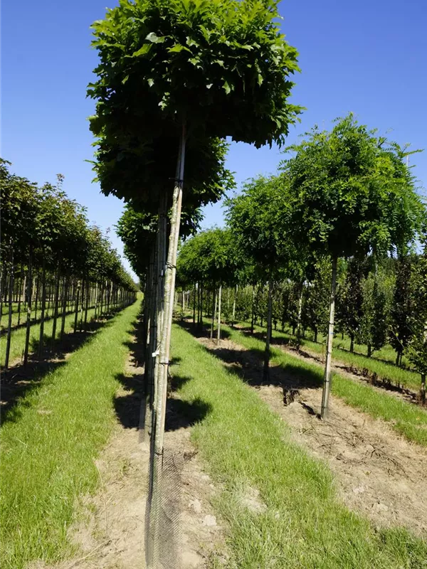 Sumpf-Eiche 'Green Dwarf' - Quercus palustris 'Green Dwarf'