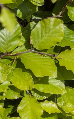 Fagus sylvatica 'Dawyck Gold'
