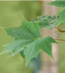 Ahorn - Acer truncatum 'Pacific Sunset'