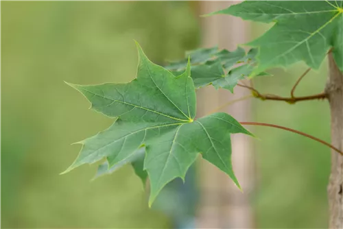 Ahorn - Acer truncatum 'Pacific Sunset'
