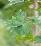 Ahorn - Acer truncatum 'Pacific Sunset'