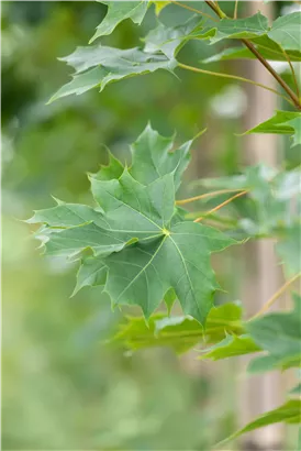 Ahorn - Acer truncatum 'Pacific Sunset'