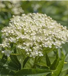 Eberesche 'Dodong' - Sorbus 'Dodong'