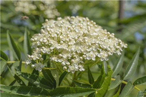 Eberesche 'Dodong' - Sorbus 'Dodong'