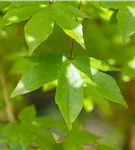 Synonym - Acer zoeschense 'Annae'