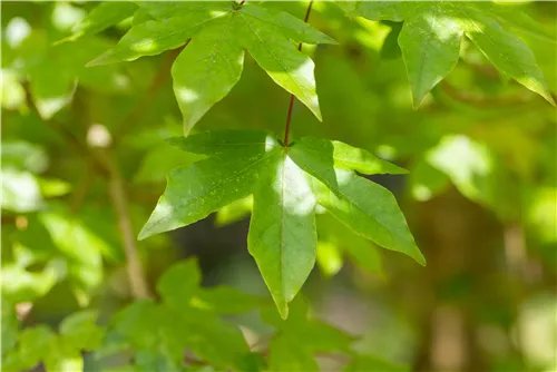 Synonym - Acer zoeschense 'Annae'
