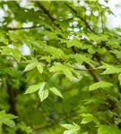 Synonym - Acer zoeschense 'Annae'
