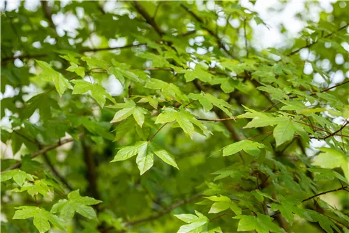 Synonym - Acer zoeschense 'Annae'
