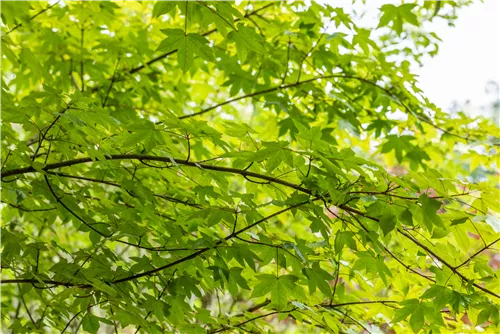 Synonym - Acer zoeschense 'Annae'