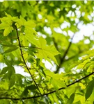 Synonym - Acer zoeschense 'Annae'