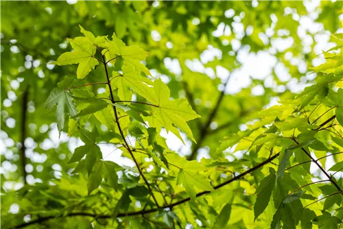 Synonym - Acer zoeschense 'Annae'