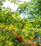 Synonym - Acer zoeschense 'Annae'