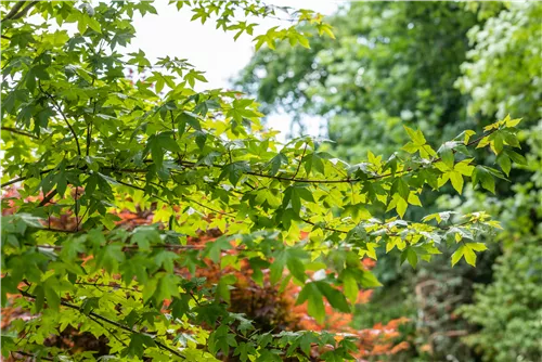 Synonym - Acer zoeschense 'Annae'