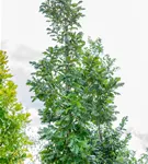 Ungarische Eiche - Quercus frainetto