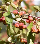 Zierapfel tschonoskii 'Belmonte' - Malus tschonoskii 'Belmonte' CAC