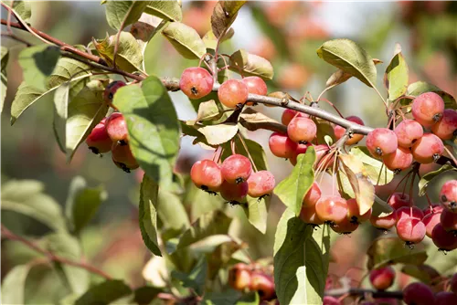 Zierapfel tschonoskii 'Belmonte' - Malus tschonoskii 'Belmonte' CAC