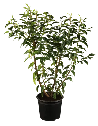 Portug.Lorbeerkirsche 'Angustifolia' - Prunus lusitanica 'Angustifolia' - Heckenelemente