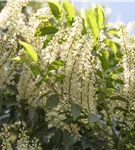 Portug.Lorbeerkirsche 'Angustifolia' - Prunus lusitanica 'Angustifolia' - Heckenelemente