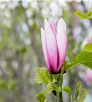 Magnolie 'Galaxy' - Magnolia 'Galaxy' - Ziergehölze