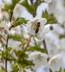 Zierkirsche 'Umineko' - Prunus 'Umineko' CAC - Baum