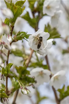 Zierkirsche 'Umineko' - Prunus 'Umineko' CAC - Baum
