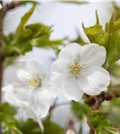 Zierkirsche 'Umineko' - Prunus 'Umineko' CAC - Baum