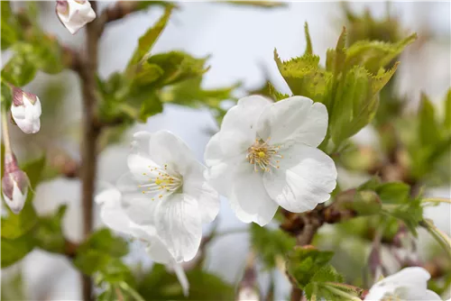 Zierkirsche 'Umineko' - Prunus 'Umineko' CAC - Baum