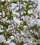 Zierkirsche 'Umineko' - Prunus 'Umineko' CAC - Baum