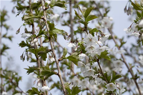 Zierkirsche 'Umineko' - Prunus 'Umineko' CAC - Baum