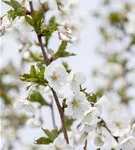 Zierkirsche 'Umineko' - Prunus 'Umineko' CAC - Baum