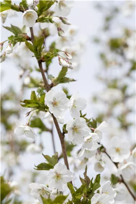 Zierkirsche 'Umineko' - Prunus 'Umineko' CAC - Baum