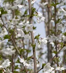 Zierkirsche 'Umineko' - Prunus 'Umineko' CAC - Baum