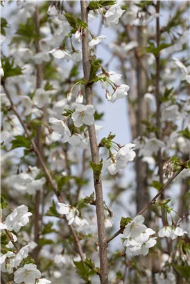 Zierkirsche 'Umineko' - Prunus 'Umineko' CAC - Baum