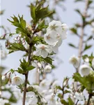 Zierkirsche 'Umineko' - Prunus 'Umineko' CAC - Baum