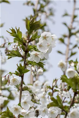 Zierkirsche 'Umineko' - Prunus 'Umineko' CAC - Baum