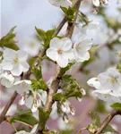 Zierkirsche 'Umineko' - Prunus 'Umineko' CAC - Baum