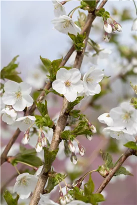 Zierkirsche 'Umineko' - Prunus 'Umineko' CAC - Baum