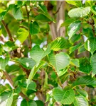 Zierkirsche 'Umineko' - Prunus 'Umineko' CAC - Baum