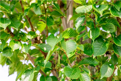 Zierkirsche 'Umineko' - Prunus 'Umineko' CAC - Baum