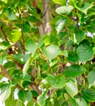 Zierkirsche 'Umineko' - Prunus 'Umineko' CAC - Baum