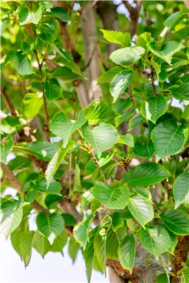 Zierkirsche 'Umineko' - Prunus 'Umineko' CAC - Baum