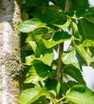 Zierkirsche 'Umineko' - Prunus 'Umineko' CAC - Baum