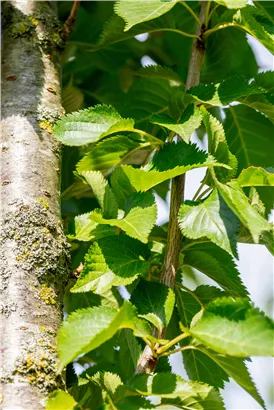 Zierkirsche 'Umineko' - Prunus 'Umineko' CAC - Baum