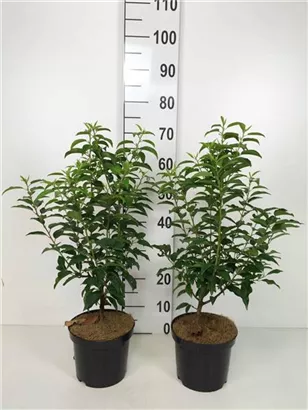 Portug.Lorbeerkirsche 'Angustifolia' - Prunus lusitanica 'Angustifolia' - Heckenpflanzen