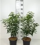 Portug.Lorbeerkirsche 'Angustifolia' - Prunus lusitanica 'Angustifolia' - Heckenpflanzen